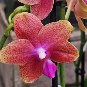 Phalaenopsis Bolgheri
