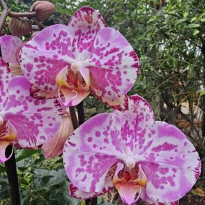 Phalaenopsis Ismaeli - Plante adulte avec 2 tiges florales