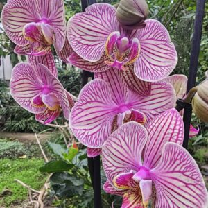 Phalaenopsis Jupiter