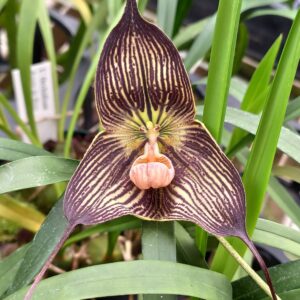 Dracula vampira fleur