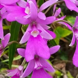 Oerstedella centradenia