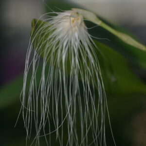 Bulbophyllum medusae