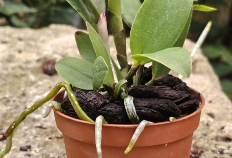 Cattleya Peckaviensis