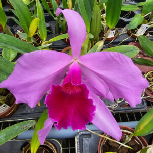 Cattleya Eximia
