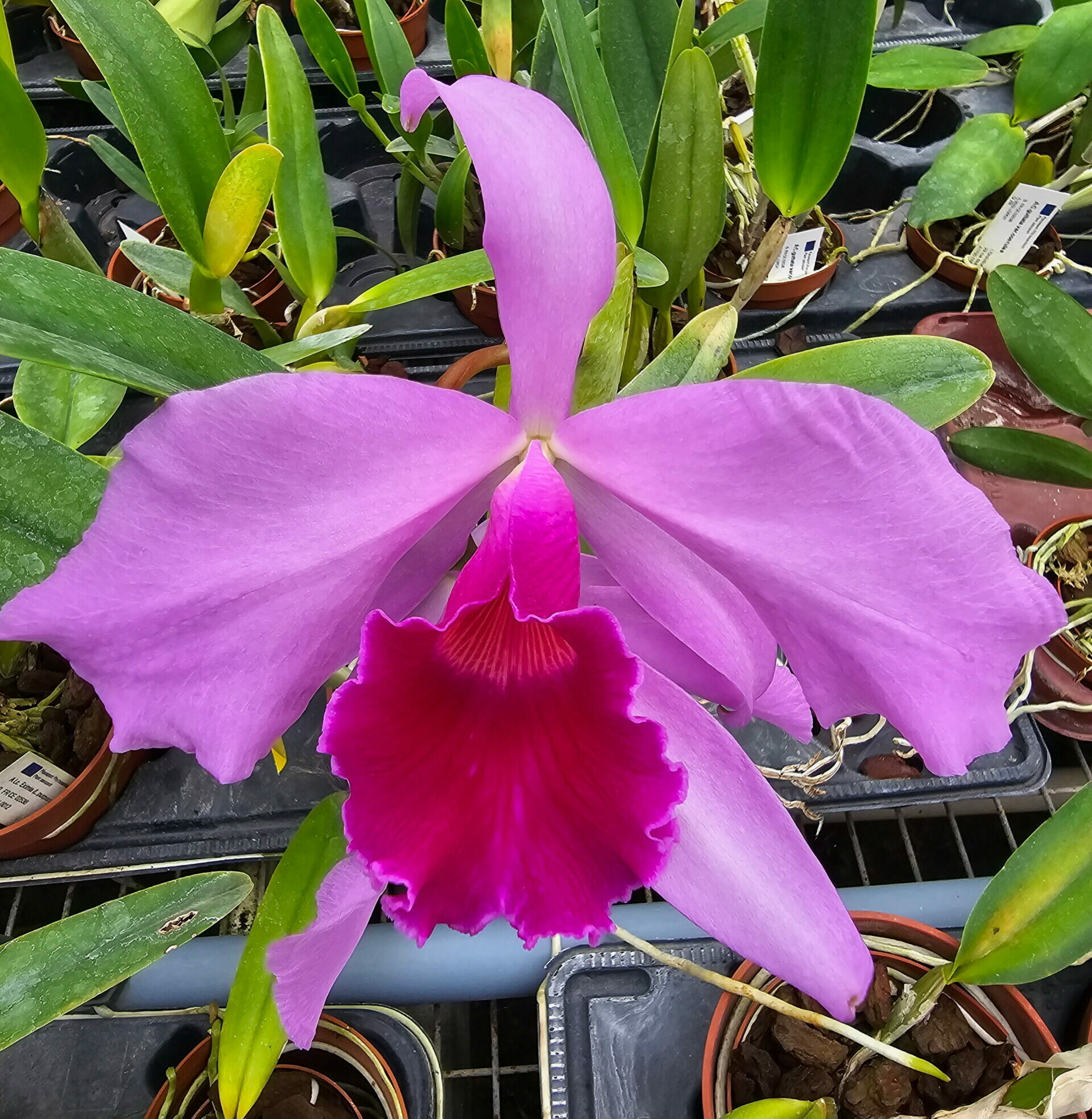 Cattleya Eximia