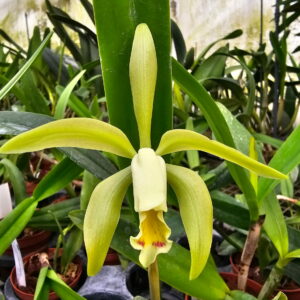 Cattleya Gaby Schoengarth fleur