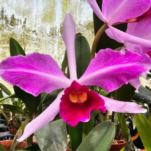 Cattleya Hyeana