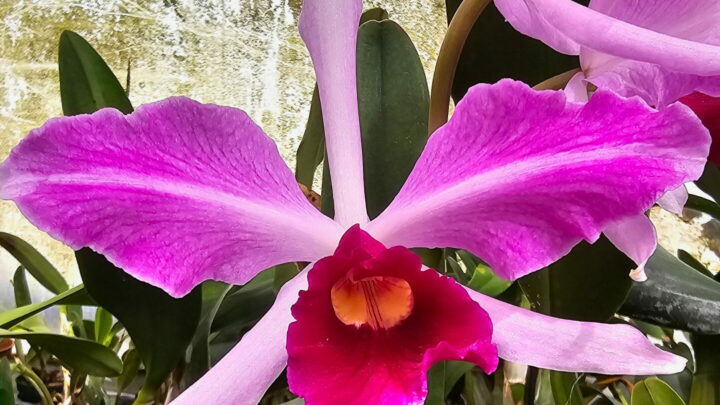 Cattleya Hyeana
