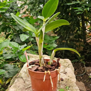 Cattleya Memoria Bleui
