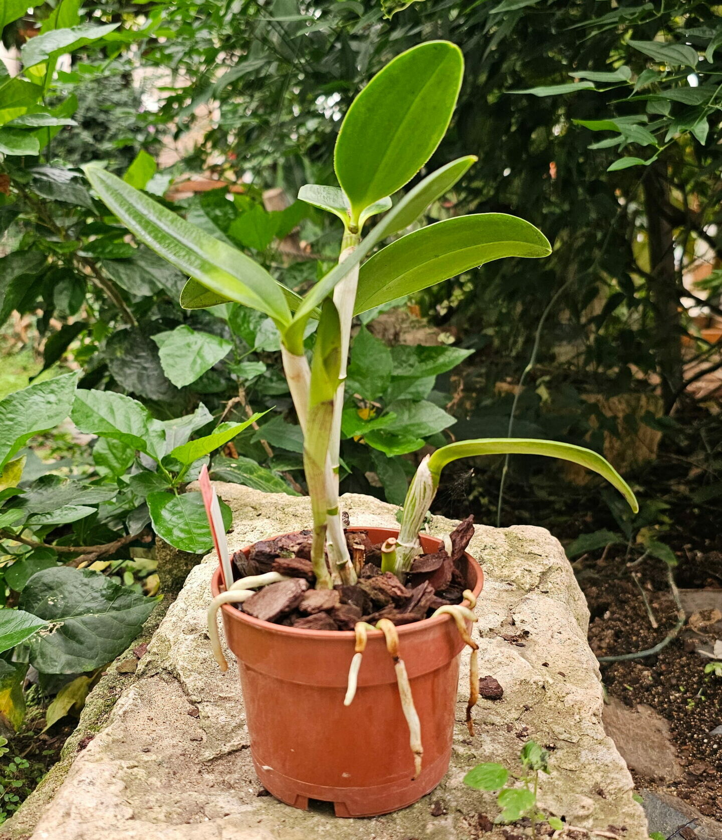 Cattleya Memoria Bleui