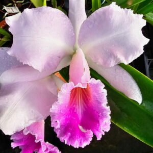 Cattleya Sibylle Charlesworth fleur