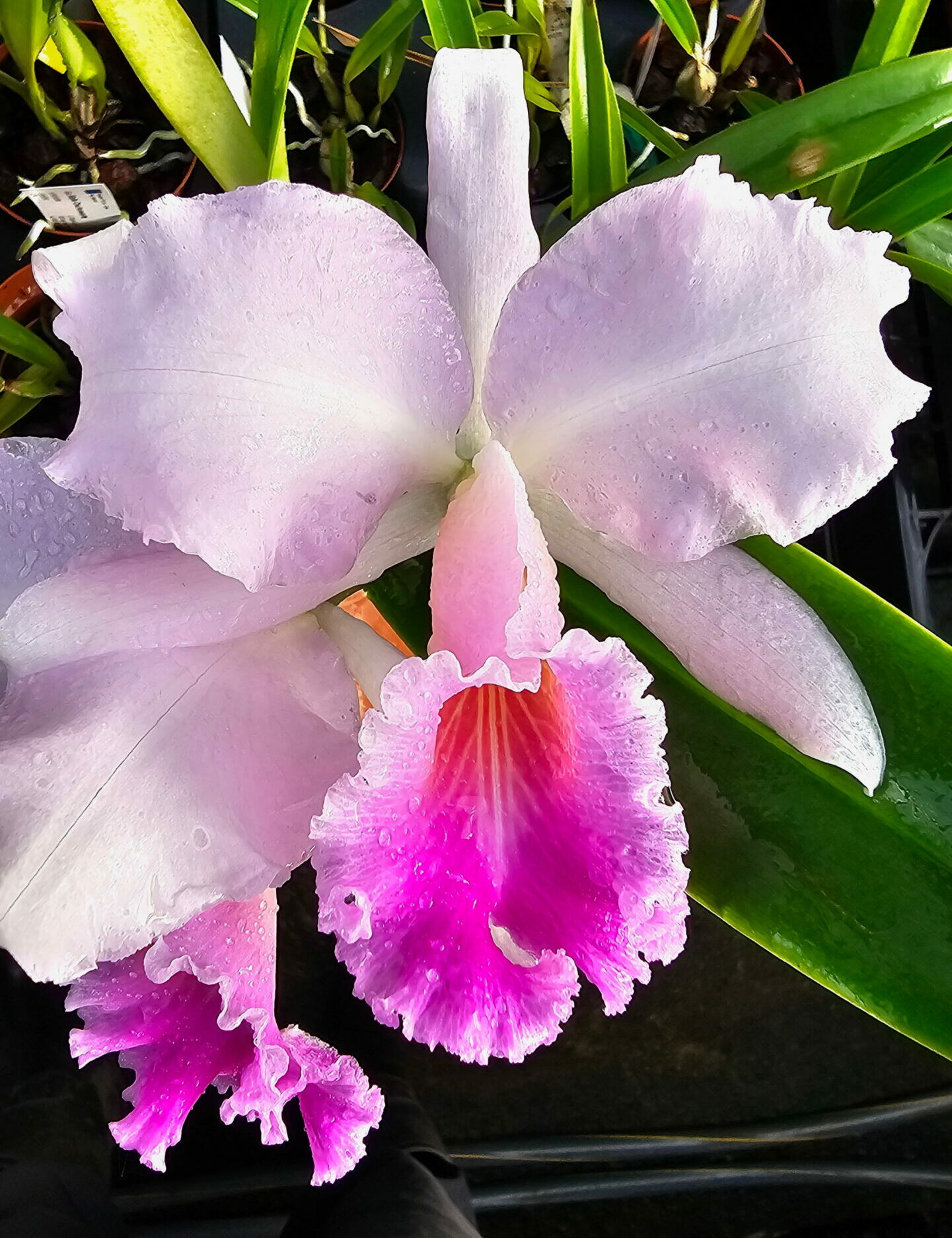 Cattleya Sibylle ‘Charlesworth’