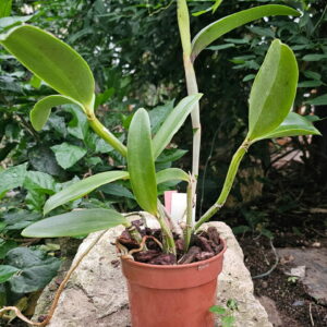 Cattleya loddigesii