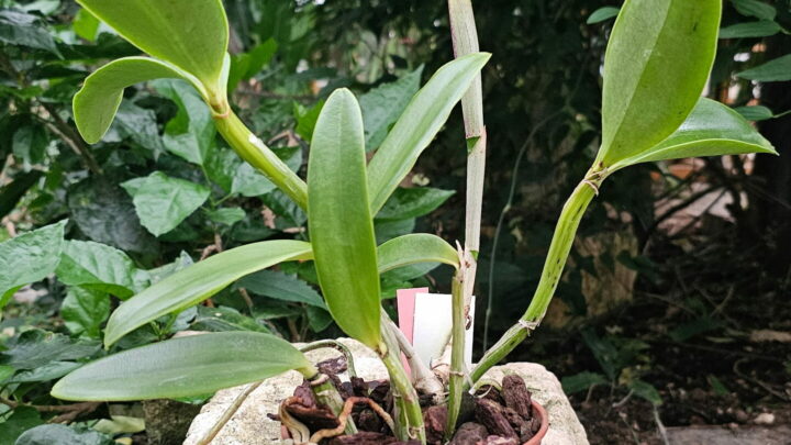 Cattleya loddigesii