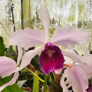 Cattleya purpurata