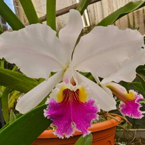 Cattleya warscewiczii var.semi alba fleur