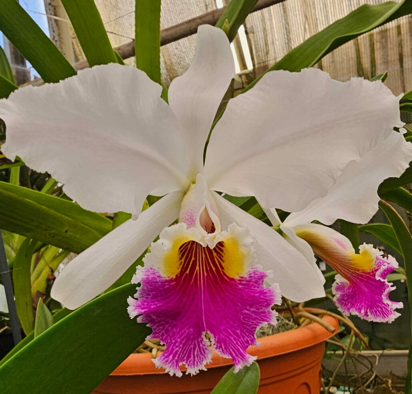 Cattleya warscewiczii var.semi-alba