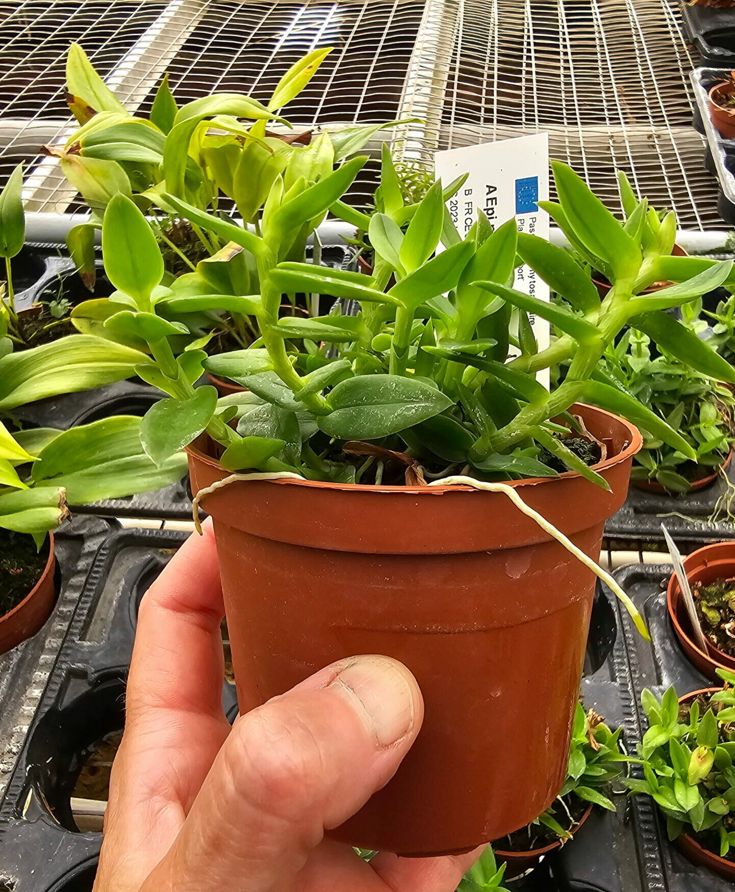 Epidendrum porpax var. Alba