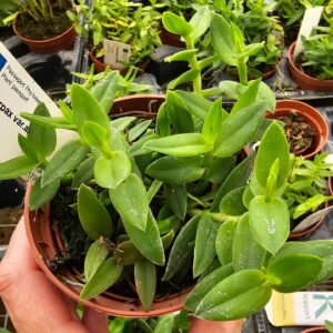 Epidendrum porpax var.Alba