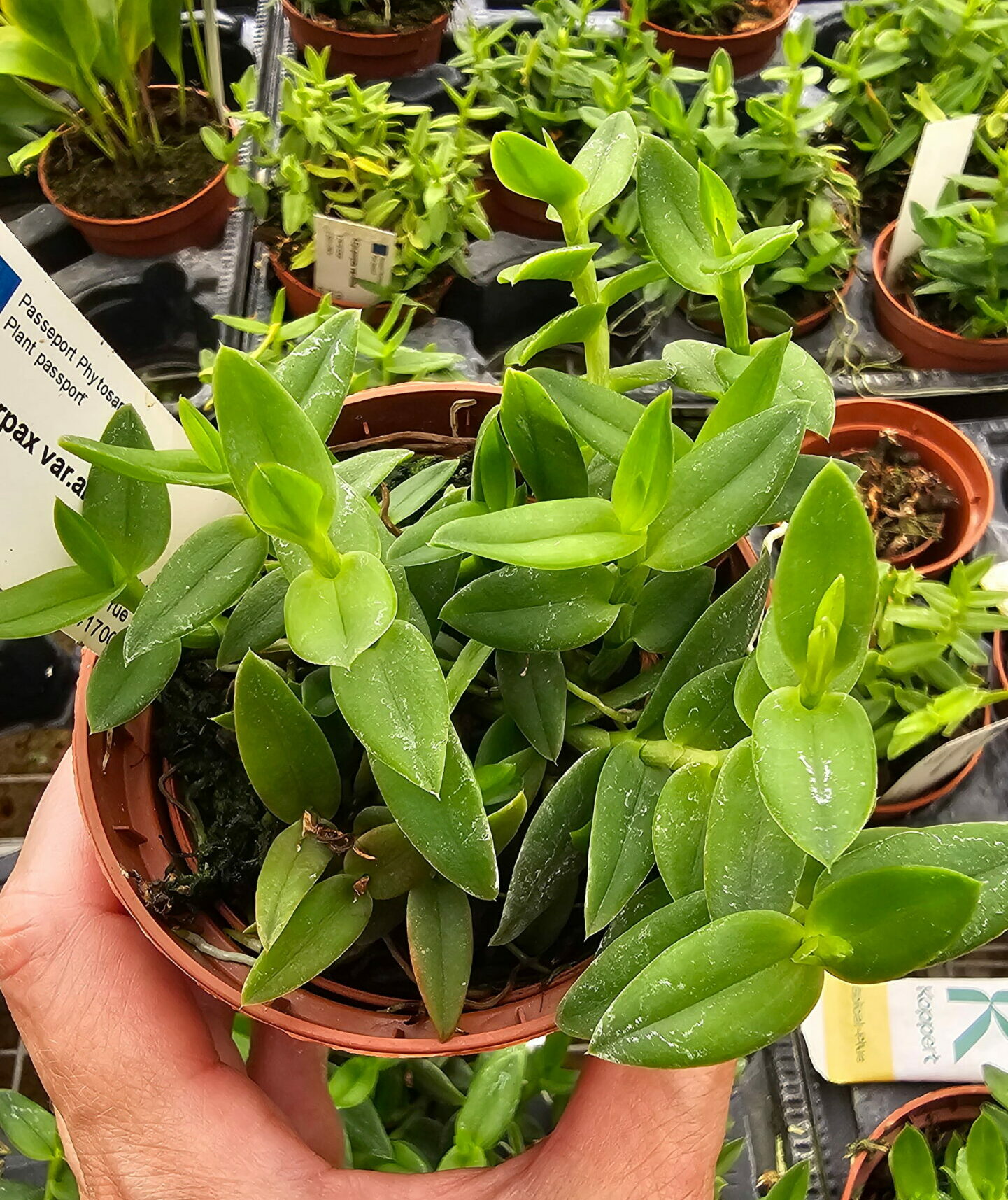 Epidendrum porpax var.Alba