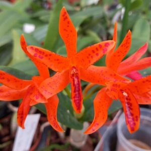 Guarianthe aurantiaca mishima spots