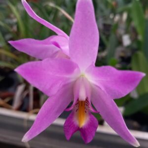 Laelia albida x laelia anceps Dieter Heyde fleur