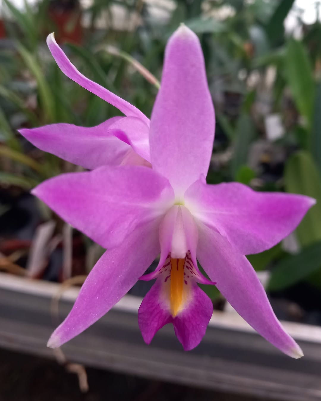 Laelia albida x Laelia anceps Dieter Heyde