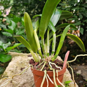 Rhyncholaeliocattleya Magic of Granada 'True Orange'