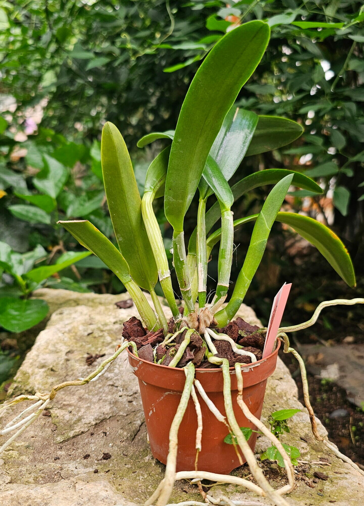 Rhyncholaeliocattleya Magic of Granada ‘True Orange’
