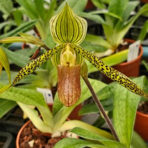 Paphiopedilum Wossner Kolosuk