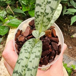 Paphiopedilum javanicum