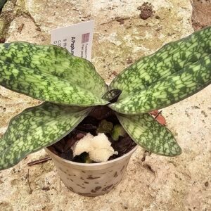 Paphiopedilum malipoense