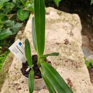 Paphiopedilum wilhelminae